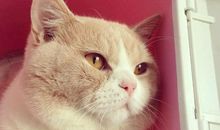 [超新星初中组]猫_1000字