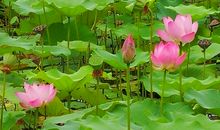 [超新星初中组]时光是株未开的花_700字