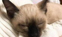 夸夸我的家_650字