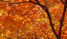 [难忘2015]相遇的秋天_400字