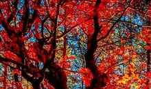 欲望的歌声——《美国的悲剧》_1200字