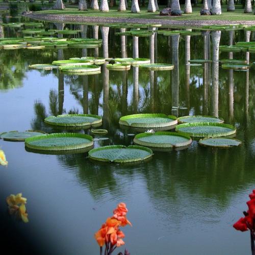我的家人的“植物园”_500字