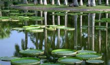 我家的“植物园”_500字