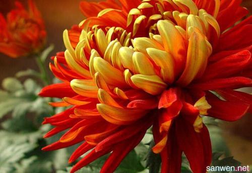 我喜欢chrysanthemum _350字