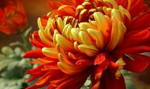 我喜欢菊花_350字