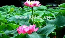 读《荷叶》有感_400字