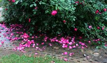 落花，芬芳_800字