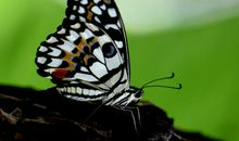 美丽的蜕变_600字