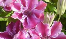 [超新星初中组]离花簌_1200字