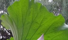 [超新星初中组]一片落红落下要多久_3000字