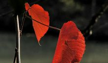 走过树下的那片叶_900字