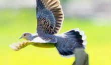 小斑鸠起飞了_3000字