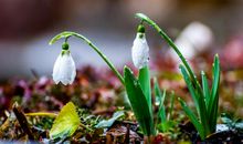 缤纷的春天_550字