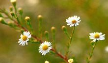 关于春的作文：林荫春景_600字