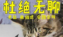 逗猫_1500字