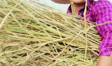 阳光打在农民的身上_1200字