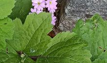 想起了石缝中的小花_900字