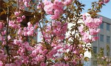 校园里的春天_150字