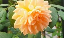 从壁虎引发的深思_1000字