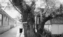 校园的老槐树_600字