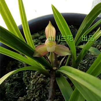 兰花_350字