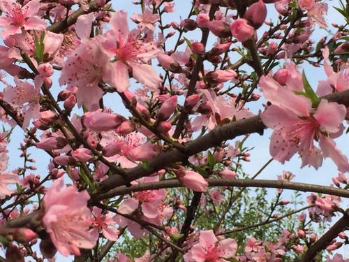 看看桃花_750字