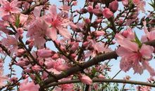 看那桃花开_750字