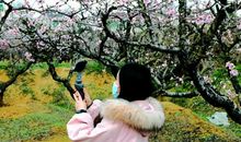 春到桃花坞_2000字