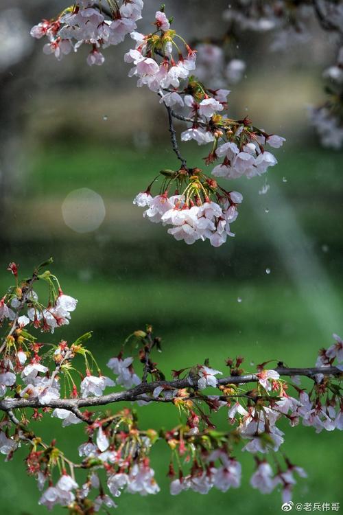 [PK旅游]雨中的作文：雨的绽放_250字