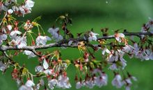 [PK赛]关于雨的作文：雨的盛开_250字