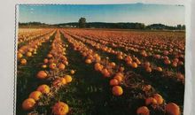 丰收的秋天_350字