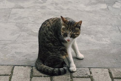 屋顶下的猫_200字