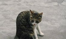 屋檐下的猫_200字