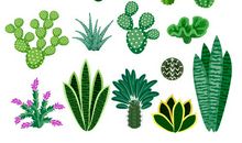 我喜欢的植物——仙人掌_500字