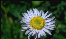 素色野花_2000字