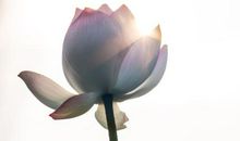 [超新星初中组]绽放的感觉真好_900字