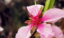 蓦然，花已落_900字