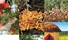 秋天的美丽_1500字