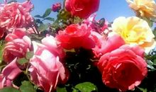 美丽的月季花_350字