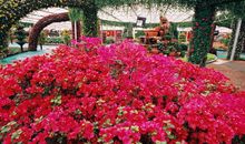 菜博会之旅_1200字