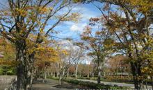 龟山公园的树_450字