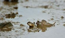 怀念故乡的春天_1200字