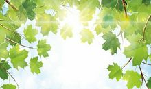 梦见阳光_1000字