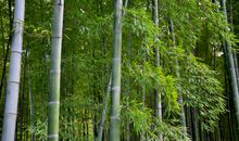 美丽的竹林_700字