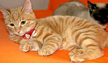 我的淘气弟弟_550字