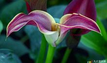 马蹄兰的告别_1500字