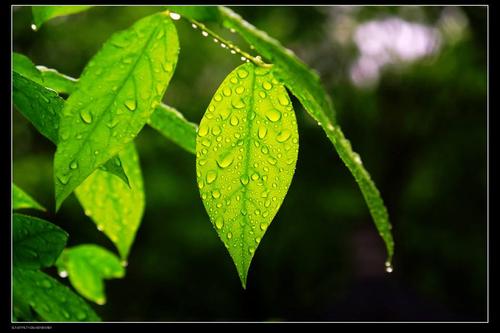 回忆雨水_650字