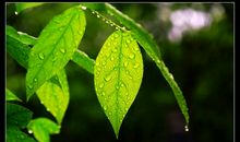 回忆一场雨的点滴_650字