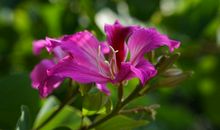 花开时节_1200字