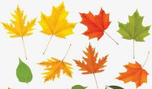 秋天的凋零_450字